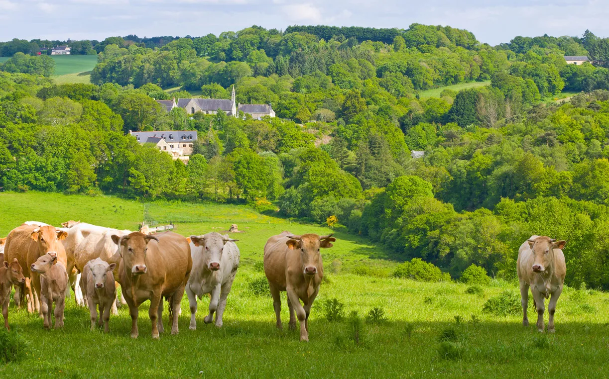 Vaches au pré dans la campagne bretonne